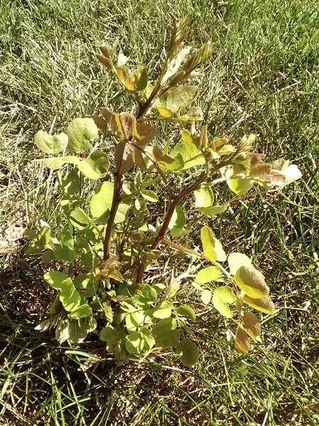 Another weed identification please.